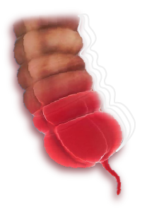 pen