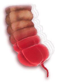 pen